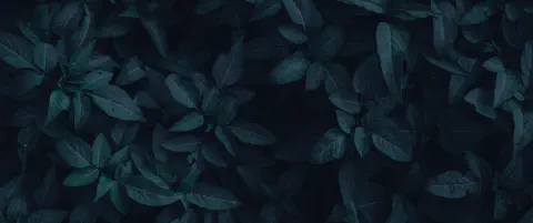 Dracula leaves