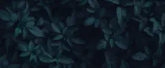 Dracula leaves