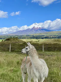 Lama am cotopaxi
