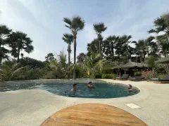 La palmerie in sine saloum