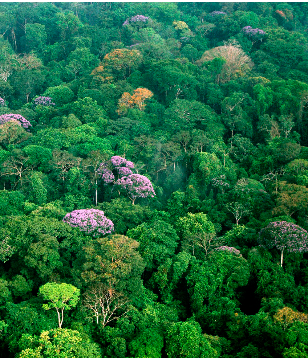 The Forest on BCI, Photo courtesy of Christian Ziegler. - Beyond Neutrality—Ecology Finds Its Niche. Gewin V, PLoS Biology Vol. 4/8/2006, e278